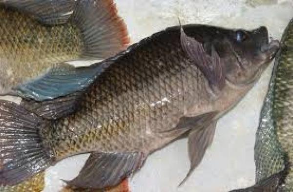 شاهد .. كلب يحاول جاهدا إنقاذ حياة مجموعة من الأسماك