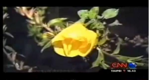 شاهد.. معجزة ربانية زهور تتفتح لدى سماعها الأذان وتغلق لدى انتهائه