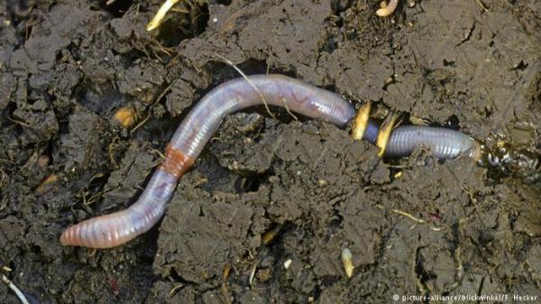 تعرفوا على "الدودة دونالد ترامب"