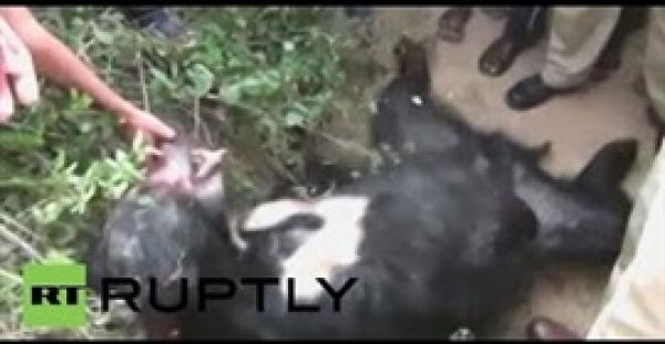 بالفيديو.. دب يقتل رجلًا بطريقة وحشية ويصيب آخر بالهند