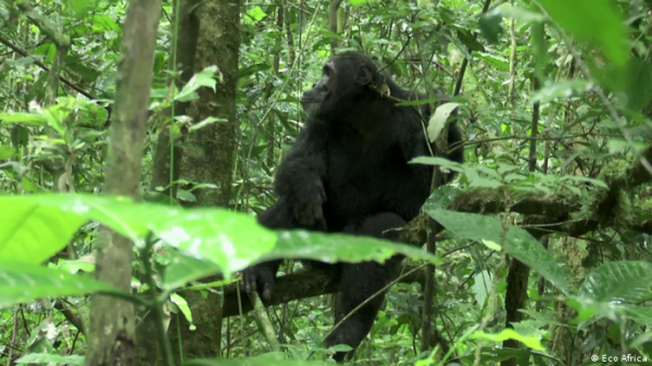 باحثون يكشفون "الحياة السرية" للثدييات في المناطق الاستوائية