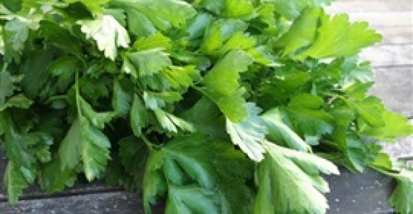 دراسة: البقدونس يحمي من السرطان والسكر