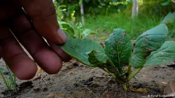 المحاصيل ”المحررة جينيًا" ناجحة إعلاميًا، ولكن هل هي ناجحة في الواقع؟