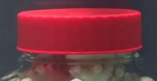 شاهد.. أخطبوط ذكي يخرج من «برطمان» مغلق