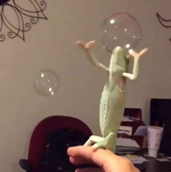 بالفيديو: "حرباء" تتمتع بخفة ظل تلعب بفقاعات الماء