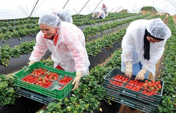 اسبانيا تطلب أزيد من 16 ألف مغربية للعمل في حقول الفراولة وهذا موعد عملية الإنتقاء
