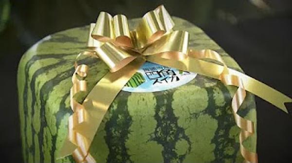 موسم البطيخ المكعب في اليابان