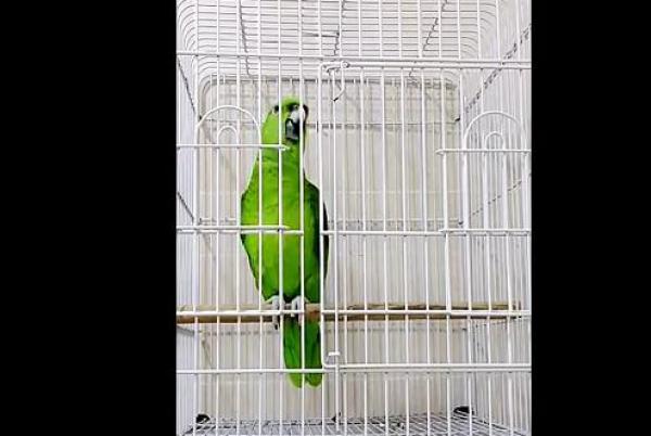 بالفيديو: ببغاء يؤذن للصلاة بطريقة مدهشة