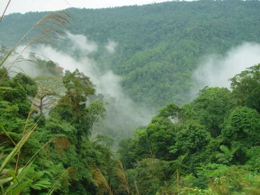 المغرب يدعو إلى إحداث صندوق تبرعات مخصص لتجاوز المشاكل المتعلقة بالغابات في العالم