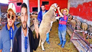 عيد بطعم الحزن: أسعار "الأضاحي" تلهب جيوب المغاربة و"الكسابة" يشتكون غلاء الأعلاف ويحذرون من القادم.. (فيديو)