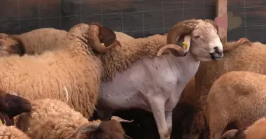 صاحب ضيعة لتسمين أكباش العيد يوصي المغاربة بعدم اقتناء "سلعة السوق" إلا بشروط