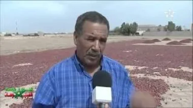منطقة تادلة من أشهر مناطق إنتاج الفلفل الأحمر