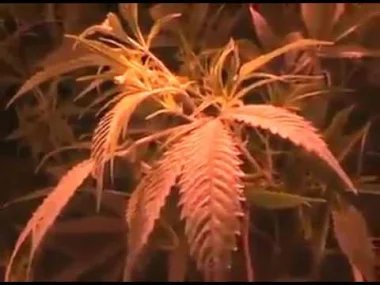 العثور على مزرعة تحت الأرض في بولونيا لزراعة الكيف بتقنية جد متطورة.