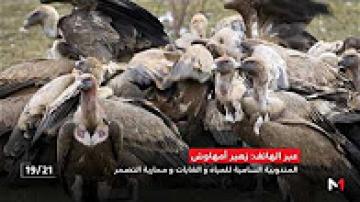 تعذيب نسر أكلف نادر على يد شبان