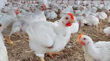 شفشاون تكسر الأسعار.. الدجاج بـ15 درهما في السوق الأسبوعي