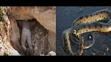 لحظة القبض على أفعى ضخمة بمدينة اسفي