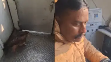 بالفيديو..نسر يقتحم قمرة قيادة قطار في كشمير ويصيب السائق بجروح
