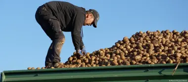 مزارع يقرر توزيع 4 آلاف طن من البطاطا على سكان برلين مجاناً