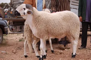 استنفار بوزارة الداخلية لتأمين "عيد الأضحى".. مخطط حكومي صارم لمحاصرة المضاربين وضمان استقرار الأسواق