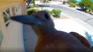 نقار خشب يحطم جرسًا ذكيًا بعد 15 دقيقة من النقر المتواصل