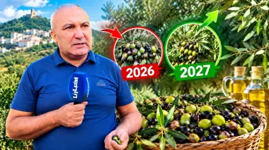 واش الزيت موجود؟ فلاح يفتح قلبه لـ"أخبارنا" ويكشف الفرق بين ثمن السنة الماضية وهاد السنة