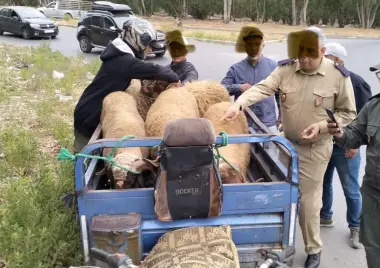 حملة أمنية "صارمة" وحجز مئات أكباش العيد بالرحامنة