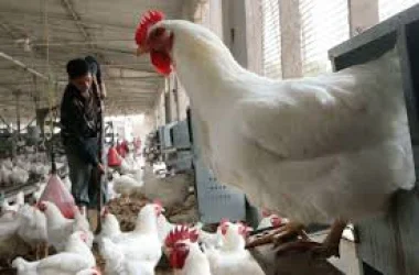 المغرب يعلن حالة استنفار غير مسبوقة بسبب أنفلونزا الطيور شديدة الضراوة 