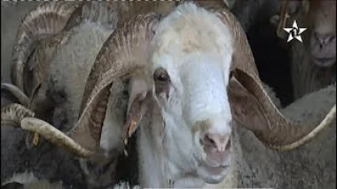 الاقبال على اقتناء أضحية العيد من الضيعات الفلاحية