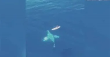 بالفيديو والصور.. لحظة مرور حوت يزن 30 طنا من أسفل قارب