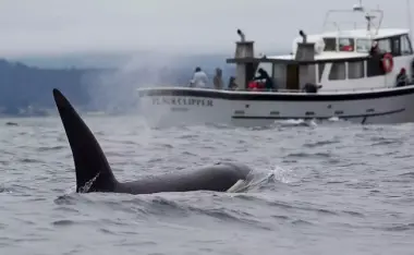 معجزة.. نجاة زوجين بعد 66 يوماً في المحيط الهادي إثر غرق يختهما بسبب الحيتان