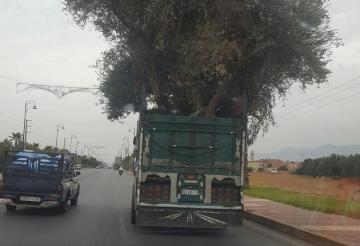 تفهم تحماق... شاحنة تنقل شجرة زيتون ضخمة تسبب في كارثة (صور)
