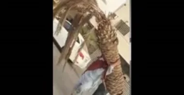 بالفيديو.. عامل يحمل نخلة كبيرة يثير استغراب السعوديين