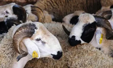 عاجل.. رئاسة الحكومة تعلن الجمعة 29 ماي عطلة استثنائية بمناسبة عيد الأضحى