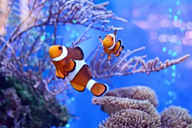 اكتشاف علمي ينسف واقعية فيلم "البحث عن نيمو" ويغيّر فهم الجمهور للقصة