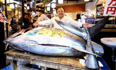 بيعت ب 3 ملايير سنتيم.. سمكة تحطم الأرقام القياسية في مزاد باليابان