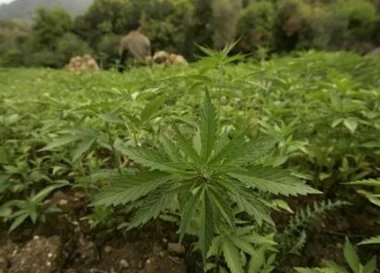 اتهامات باستخدام الكيف في صناعة الخريطة السياسية