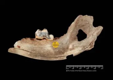 اكتشاف علمي .. أقدم كلب أليف مؤكد جينياً عاش قبل 15.800 عام في تركيا