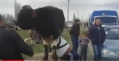 بالفيديو: تركي قوي يحمل فوق كتف عجل و يجر أربع عربات دفعة واحدة