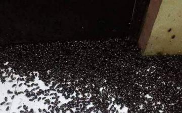 لبنان: ارتفاع درجات الحرارة يتسبب في اجتياح أسراب من الحشرات للبلاد