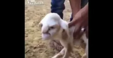 بالفيديو.. ولادة خروف بوجه رجل عجوز