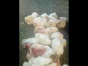 فضيحة بالفيديو : دجاج ودواجن مريضة تباع بأحد أكبر الأسواق المغربية دون أية مراقبة(مشاهد مقززة)