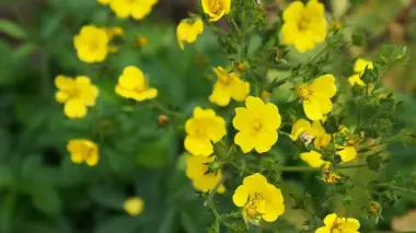 زهرة برية صفراء تكشف إمكانات واعدة ضد البكتيريا المقاومة للمضادات