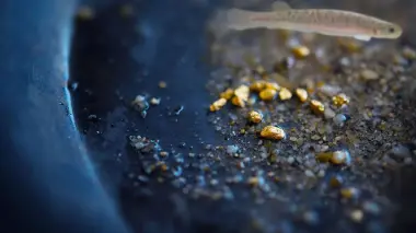 مفاجأة مذهلة.. أسماك تقود العلماء إلى كنوز مدفونة