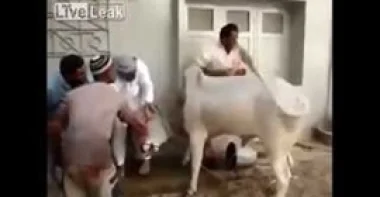 بالفيديو.. ثور يفتك بذابحيه ويهرب من أياديهم