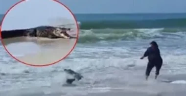 في واقعة اغرب من الخيال بالفيديو.. تمساح يهاجم المصطافين على شاطئ في أمريكا