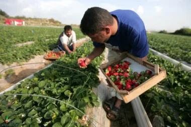 بعد الغضب المغربي على عرقلة تصدير منتوجاته الفلاحية، الاتحاد الأوروبي يرضخ لمطالب المملكة وهذا ما وعد به