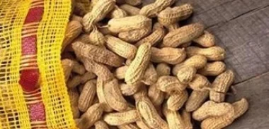 الفول السوداني يقلّل من إصابة المواليد بالربو