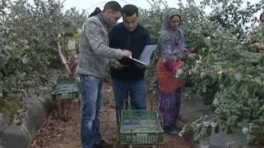 الفواكه الحمراء بجهة الغرب