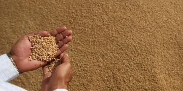 تطوير أصناف جديدة من الحبوب بالمغرب