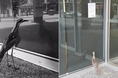 بالفيديو: طائر يحدق بانعكاس صورته لعدة ساعات
